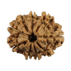 Natural 9 Mukhi (Nine Mukhi) Nepali Rudraksha GJSPC Certified 22.92 M.M.