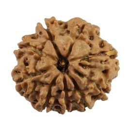 Natural 9 Mukhi (Nine Mukhi) Nepali Rudraksha GJSPC Certified 22.73 M.M.