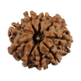 Natural 9 Mukhi (Nine Mukhi) Nepali Rudraksha GJSPC Certified 20.25 M.M.