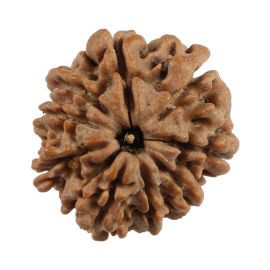 Natural 9 Mukhi (Nine Mukhi) Nepali Rudraksha GJSPC Certified 20.11 M.M.