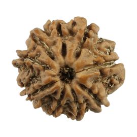 Natural 9 Mukhi (Nine Mukhi) Nepali Rudraksha GJSPC Certified 19.02 M.M.