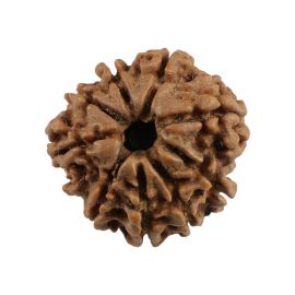 Natural 9 Mukhi (Nine Mukhi) Nepali Rudraksha GJSPC Certified 21.64 M.M.