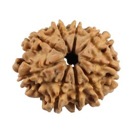 Natural 9 Mukhi (Nine Mukhi) Nepali Rudraksha GJSPC Certified 23.19 M.M.