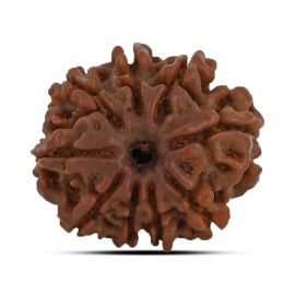 9 Mukhi Rudraksha 21.53 M.M.