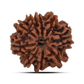 9 Mukhi Rudraksha 21.38 M.M.