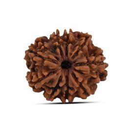 9 Mukhi Rudraksha 20.93 M.M.