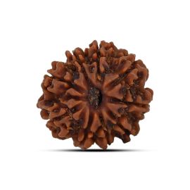 9 Mukhi Rudraksha 22.27 M.M.