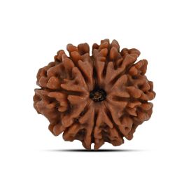 9 Mukhi Rudraksha 24.69 M.M.