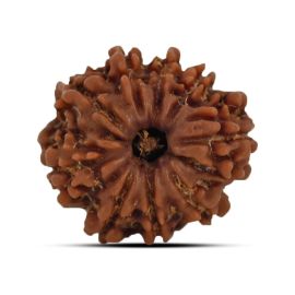 9 Mukhi Rudraksha 21.49 M.M.