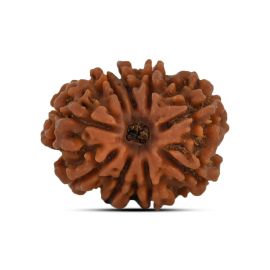 9 Mukhi Rudraksha 23.54 M.M.