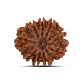 9 Mukhi Rudraksha 22.24 M.M.