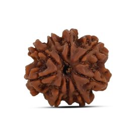 9 Mukhi Rudraksha 20.97 M.M.