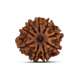 9 Mukhi Rudraksha 23.27 M.M.