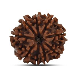 9 Mukhi Rudraksha 22.87 M.M.