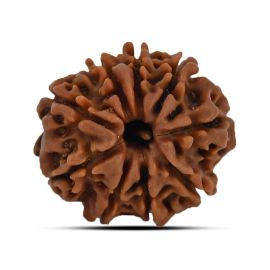 9 Mukhi Rudraksha 21.15 M.M.