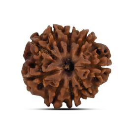 9 Mukhi Rudraksha 21.1 M.M.