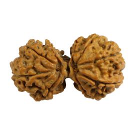 Natural 9 Mukhi (Nine Mukhi) Gauri Shankar Nepali Rudraksha GJSPC Certified 37.07 M.M.