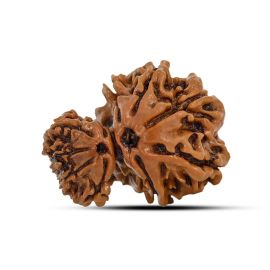 Garbh Gauri Rudraksha Nepal (GJSPC Certfied) 23.87 M.M.