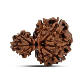 Garbh Gauri Rudraksha Nepal (GJSPC Certfied) 27.07 M.M.