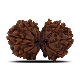 Natural 10 Mukhi (Ten Mukhi) Gauri Shankar Rudraksha (Nepal) GJSPC Certified 30.68 M.M.