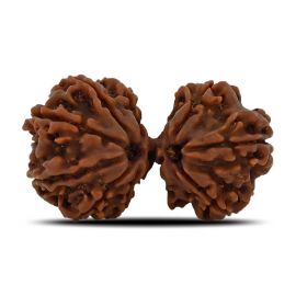 Natural 10 Mukhi (Ten Mukhi) Gauri Shankar Rudraksha (Nepal) GJSPC Certified 31.99 M.M.