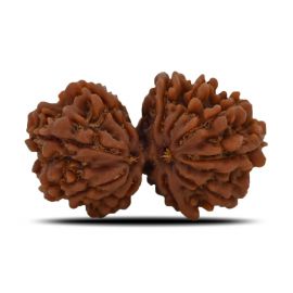 Natural 10 Mukhi (Ten Mukhi) Gauri Shankar Rudraksha (Nepal) GJSPC Certified 32.65 M.M.