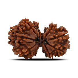 Natural 10 Mukhi (Ten Mukhi) Gauri Shankar Rudraksha (Nepal) GJSPC Certified 32.84 M.M.