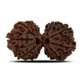 Natural 10 Mukhi (Ten Mukhi) Gauri Shankar Rudraksha (Nepal) GJSPC Certified 33.82 M.M.