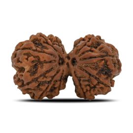 Natural 10 Mukhi (Ten Mukhi) Gauri Shankar Rudraksha (Nepal) GJSPC Certified 31.85 M.M.