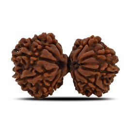 Natural 11 Mukhi (Elevan Mukhi) Gauri Shankar Rudraksha (Nepal) GJSPC Certified 34.35 M.M.