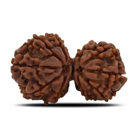 Natural 10 Mukhi (Ten Mukhi) Gauri Shankar Rudraksha (Nepal) GJSPC Certified 34.13 M.M.