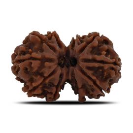 Natural 10 Mukhi (Ten Mukhi) Gauri Shankar Rudraksha (Nepal) GJSPC Certified 30.16 M.M.