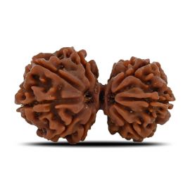 Natural 8 Mukhi (Eight Mukhi) Gauri Shankar Rudraksha (Nepal) GJSPC Certified 32.16 M.M.