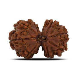 Natural 8 Mukhi (Eight Mukhi) Gauri Shankar Rudraksha (Nepal) GJSPC Certified 27.47 M.M.