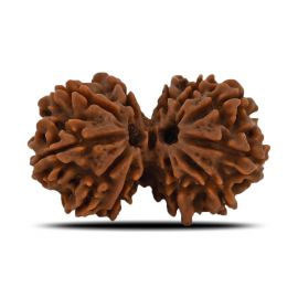 Natural 11 Mukhi (Elevan Mukhi) Gauri Shankar Rudraksha (Nepal) GJSPC Certified 30.25 M.M.