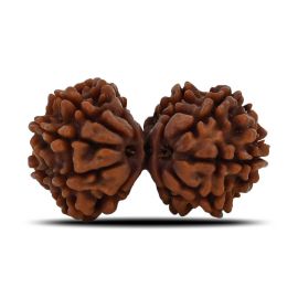 Natural 11 Mukhi (Elevan Mukhi) Gauri Shankar Rudraksha (Nepal) GJSPC Certified 33.26 M.M.