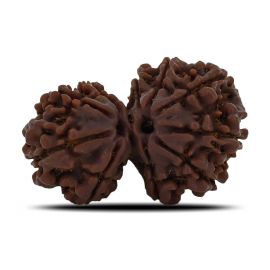 Natural 10 Mukhi (Ten Mukhi) Gauri Shankar Rudraksha (Nepal) GJSPC Certified 29.5 M.M.