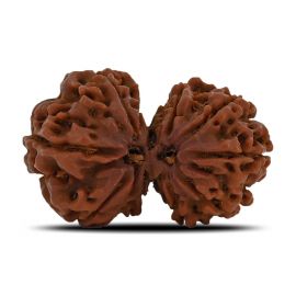 Natural 10 Mukhi (Ten Mukhi) Gauri Shankar Rudraksha (Nepal) GJSPC Certified 30.83 M.M.