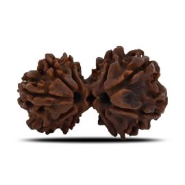 Natural 9 Mukhi (Nine Mukhi) Gauri Shankar Rudraksha (Nepal) GJSPC Certified 29.74 M.M.