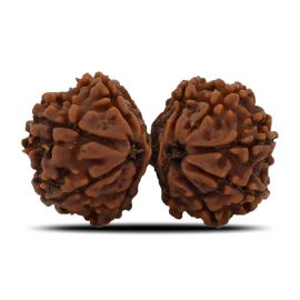 Natural 12 Mukhi (Twelve Mukhi) Gauri Shankar Rudraksha (Nepal) GJSPC Certified 31.13 M.M.