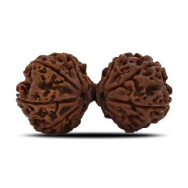 Natural 9 Mukhi (Nine Mukhi) Gauri Shankar Rudraksha (Nepal) GJSPC Certified 40.55 M.M.