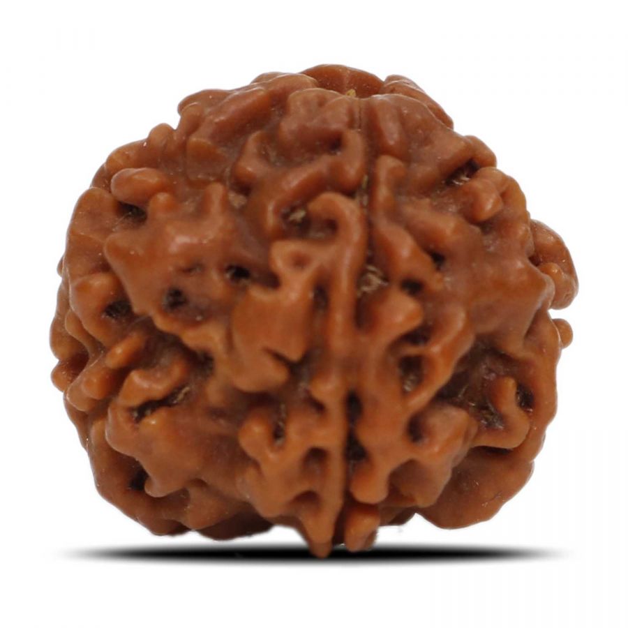 1 Mukhi Rudraksha Nepal (Underdeveloped) IGL Certified 19.58 M.M.