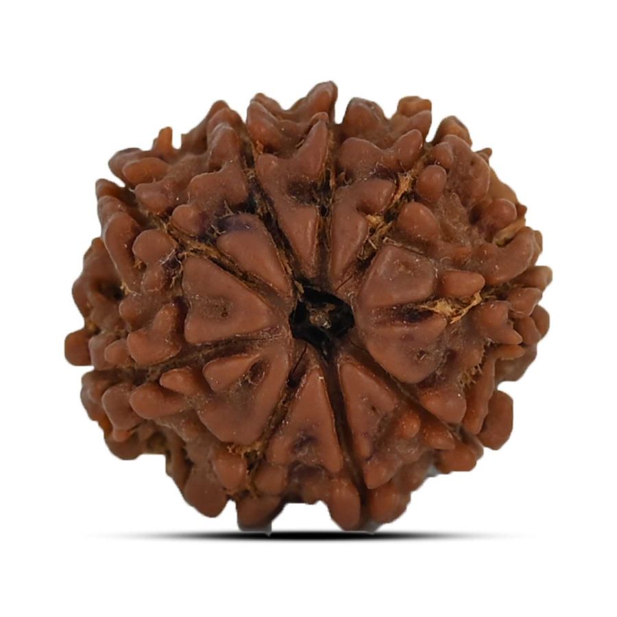 9 Mukhi Rudraksha 21.44 M.M.