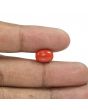 Red Coral (Moonga) - 5.88 Carat 