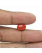 Red Coral (Moonga) - 5.88 Carat 