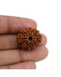 10 Mukhi Rudraksha (Nepal) 23.7 MM