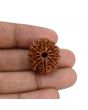 10 Mukhi Rudraksha (Nepal) 23.7 MM
