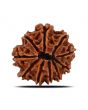 10 Mukhi Rudraksha (Nepal) 22.68 MM