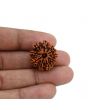 10 Mukhi Rudraksha (Nepal) 22.68 MM