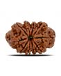 10 Mukhi Rudraksha (Nepal) 26.35 MM